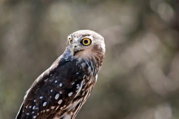 this is a close up of a barking owl