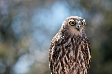 this is a close up of a barking owl