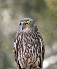 this is a close up of a barking owl