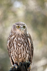this is a close up of a barking owl