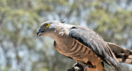 this is a close up of a Pacific Baza