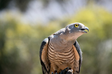 this is a close up of a Pacific Baza
