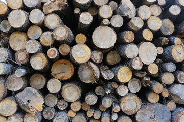 logs in the forest