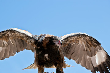 Black breasted buzzard wings out stretched  balancing himself