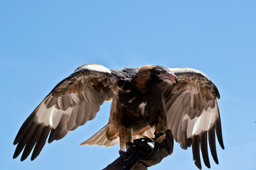 Black breasted buzzard wings out stretched  balancing himself