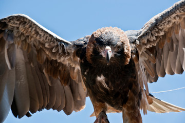 Black breasted buzzard wings out stretched  balancing himself