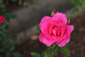 ピンク色の薔薇の花