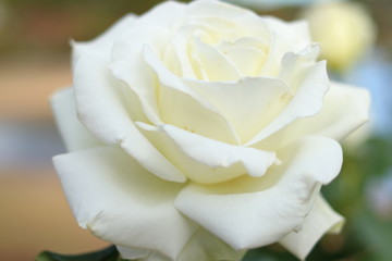 白い薔薇の花
