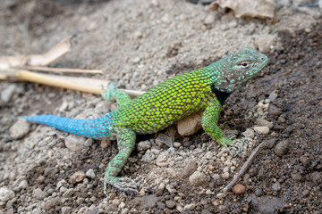 Green and Blue Tailed Lizard in Guatemala