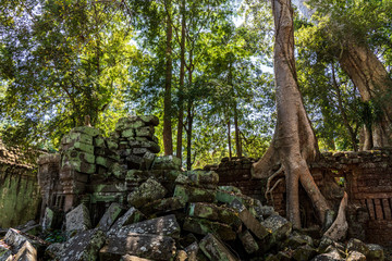 Fototapeta na wymiar Ruins of Ta Prohm covered by Tetrameles Tree at Angkor, Siem Reap Province, Cambodia