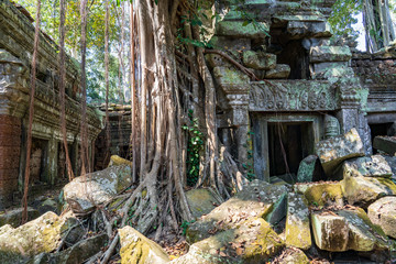 Ruins of Ta Prohm covered by Tetrameles Tree at Angkor, Siem Reap Province, Cambodia