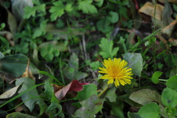 黄色のたんぽぽの花