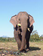  Elephant in Laos  
