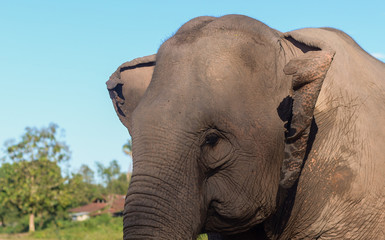  Elephant in Laos  