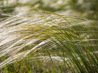 flowering plant feather grass Stipa capillata in the steppe