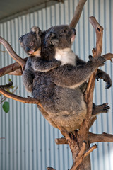 koala with joey on her back