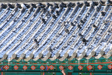 Obraz premium 비둘기의 휴식