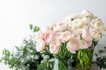Persian buttercup in glass vases. Bunch pale pink ranunculus flowers light background. Wallpaper. Winter season flowers