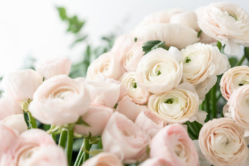 Persian buttercup in glass vases. Bunch pale pink ranunculus flowers light background. Wallpaper. Winter season flowers