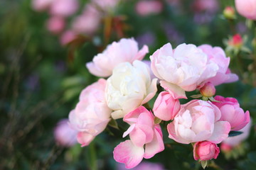 ピンク色のたくさんの薔薇の花