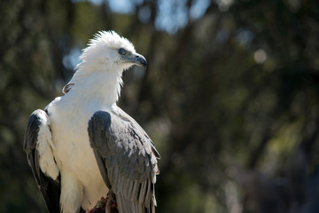 a sea eagle  wind blown