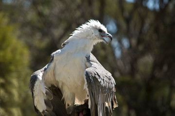 a sea eagle wind blown