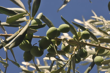 Olive tree with fresh green olives on a branch with fruits and leaves with deep blue sky in the...