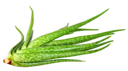 Aloe vera isolated on white clipping path