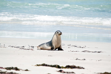 sea lion on the beach at Seal Bay