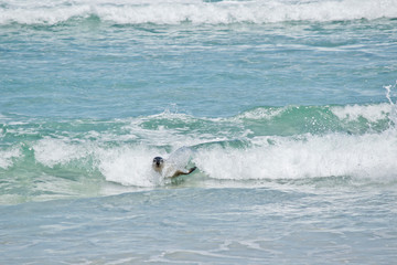 sea lions in the surf on Seal Bay