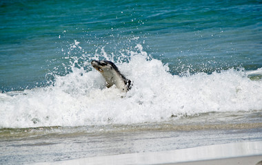 sea lion riding a wave on  to the beach at Seal Bay