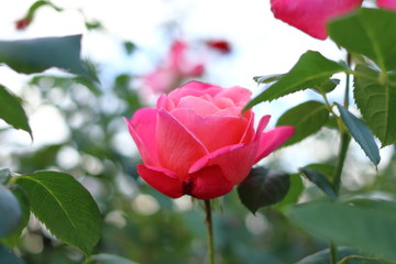 １輪のピンク色の薔薇の花