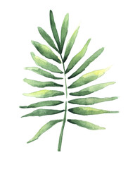 Watercolor drawing of a tropical coconut leaf