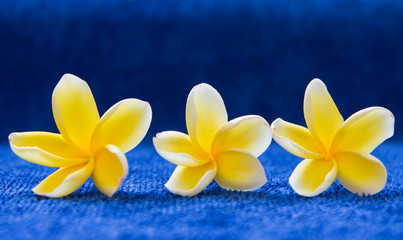 Frangipani (plumeria) flower on blue background , Spa set 