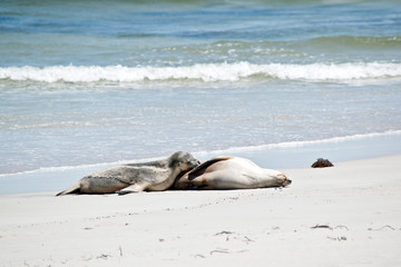 sea lion and pup