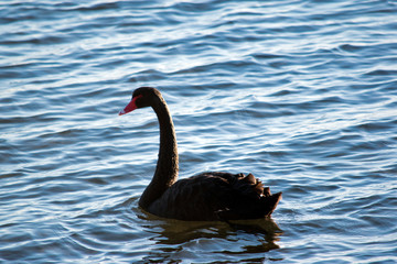 a black swan swimming