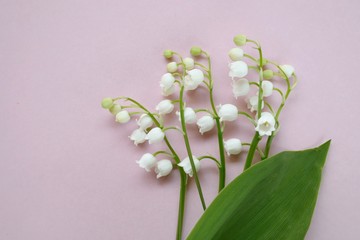 lily of the valley.Flower card. Lily of the valley flowers  on a  pink background.Mothers Day. International Women's Day. copy space.top view,