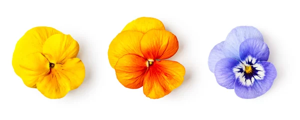 Foto op Canvas Lente viooltje altviool driekleurige bloemen set. © ifiStudio