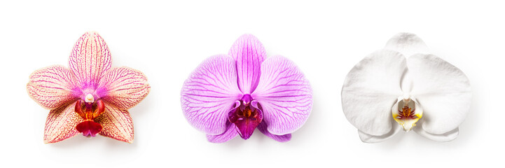 Orchid flowers set