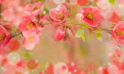 Spring time. Blooming pink branches. Macro, blur effect and selective focus