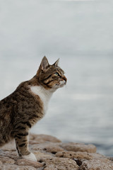 Funny grey cat on the beach against the sea.