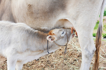 Little calf drinking milk of his mother cow.