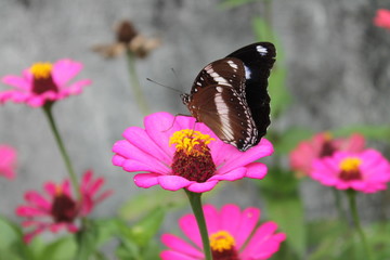 Dark-winged butterfly