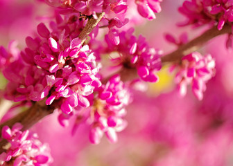 Spring time. Blooming pink branches. Macro, blur effect and selective focus