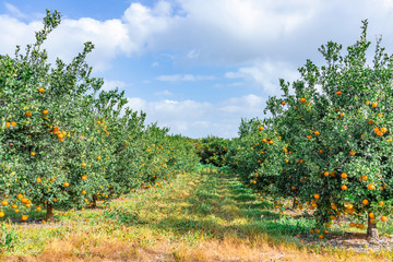 Fototapeta na wymiar Rows of trees with ripe tangerines against a blue sky with clouds. Landscape