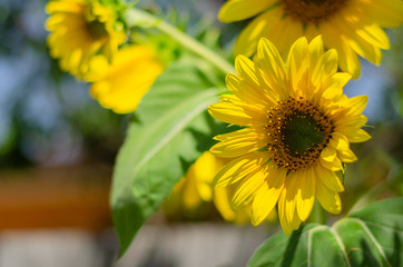 sunflower in garden