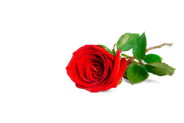 A bunch of red petals of Rose and green leaves isolated on white background, di cut with clipping path