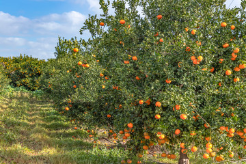Garden of trees with ripe tangerines against a blue sky with clouds. Landscape