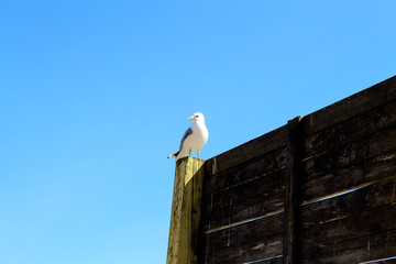 seagull sitting on a wooden fence in front of a blue summer sky