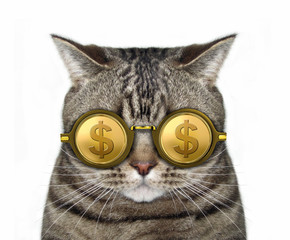 The cat is wearing gold dollar glasses. White background.